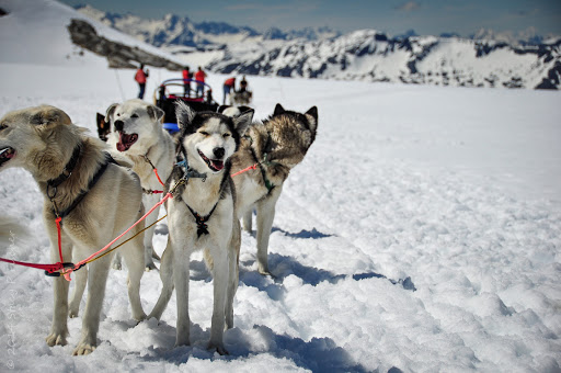 Summer Dog Sledding in Alaska