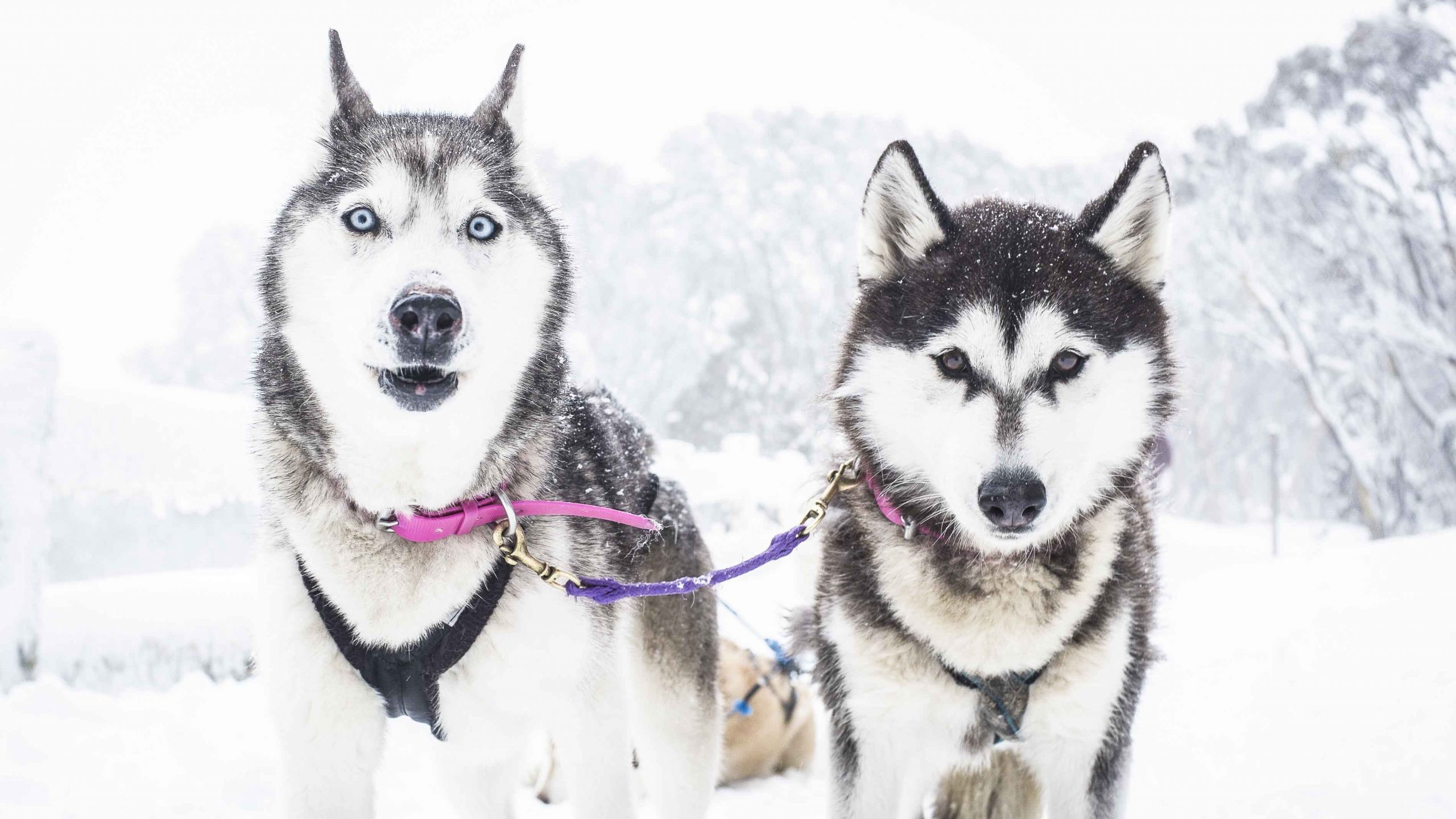 All about Siberian Husky, The Smart One For Dog Sleds