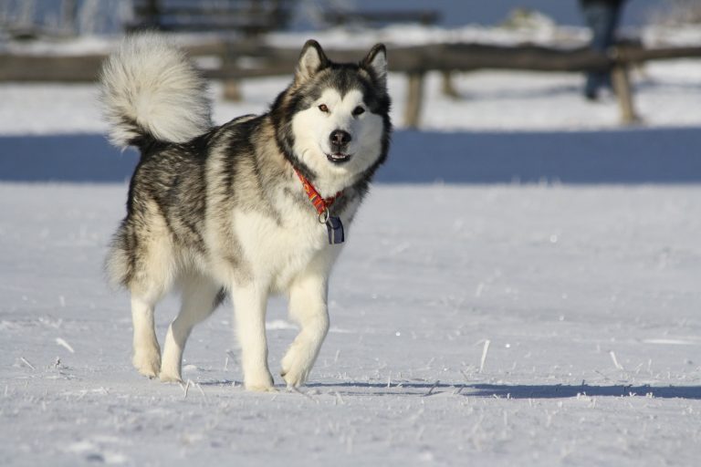 The Type Of Dog That Is Suitable To Be Used As A Dog Sled