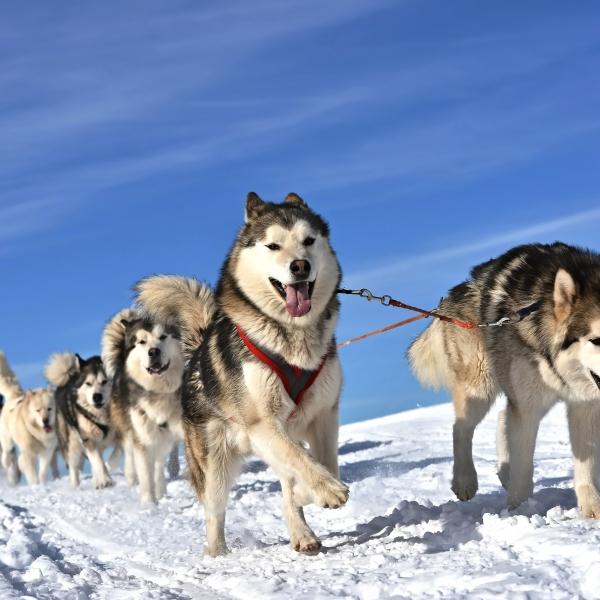 The Best Alaska Dog Sledding Tours That You Can Try