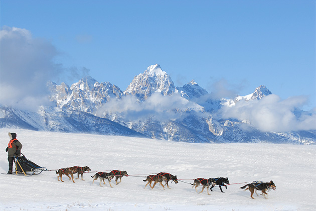 The Best Alaska Dog Sledding Tours That You Can Try